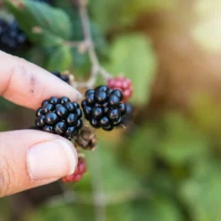 Björnbärspulver Frystorkat EKO 100g