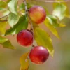 Camu Camu Pulver EKO 250g