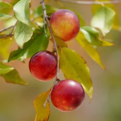 Camu Camu Pulver EKO 250g