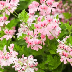Geranium Eterisk Olja 50ml