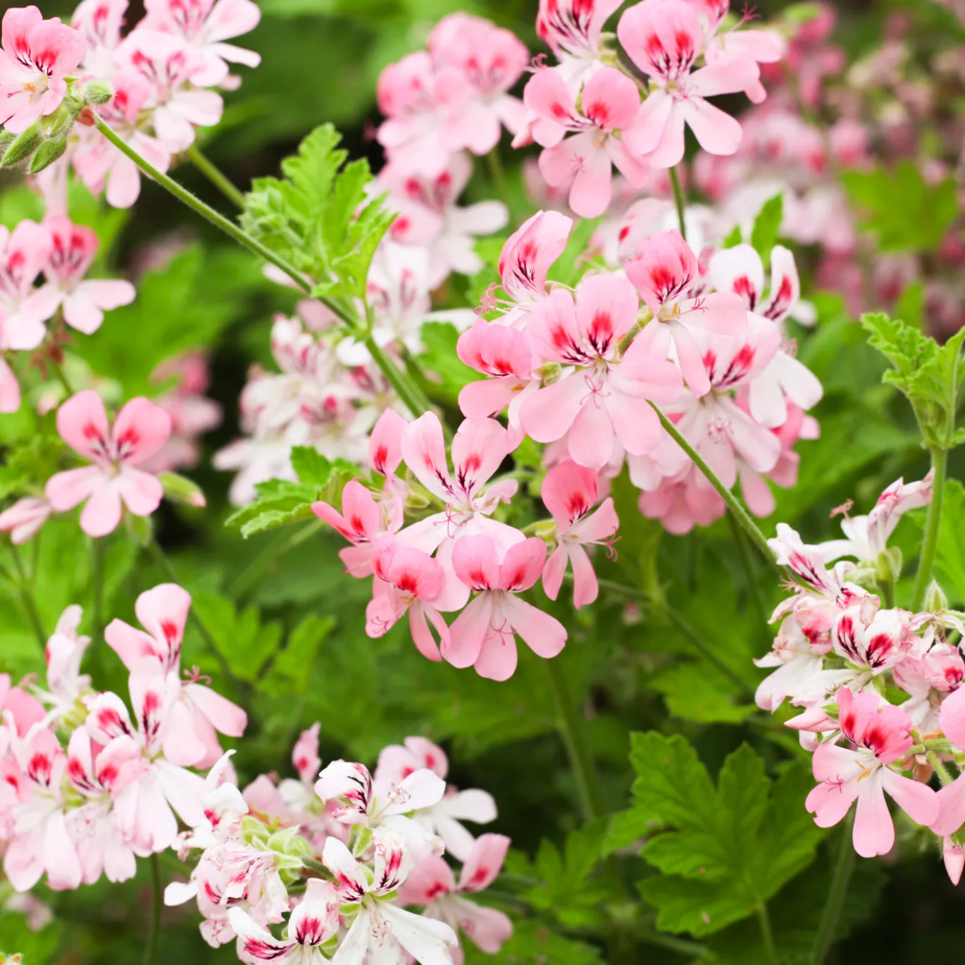 Geranium Eterisk Olja 50ml