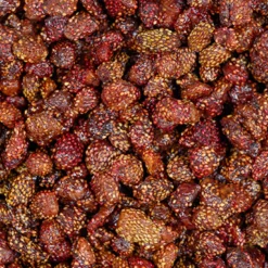 Jordgubbar EKO 100g