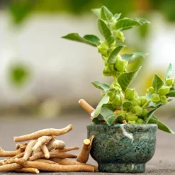 Kakaopulver Ceremoniell Ashwagandha & Maca 100g