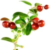 Lingonpulver Frystorkat EKO 100g