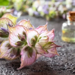 Muskatellsalvia Eterisk Olja 50 ml