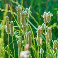 Psyllium Frön EKO 300g
