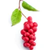 Schisandra Pulver EKO 125g