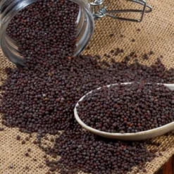 Senapsfrön Svarta EKO 50g