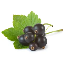 Svart Vinbär Pulver EKO 250g