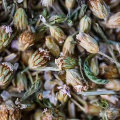 Te Infusion Achillea Yarrow EKO 35g