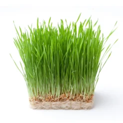 Vetegräspulver EKO 125g
